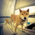 Segeln mit dem besten Freund: Ein umfassender Guide zu hundefreundlichen Segeltouren im Mittelmeer
